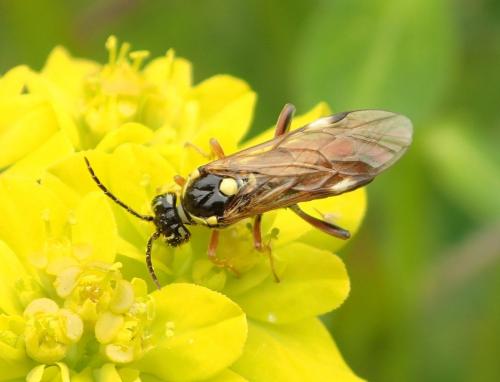 Réf. 280 448 : Tenthredopsis sp.